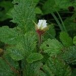 Rubus franchetianus Habitat