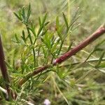 Seseli annuum Blatt