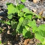 Mikania cordifolia Leaf