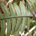 Pteris preussii