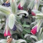 Echium angustifolium Flower