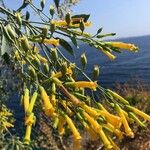 Nicotiana glauca Blomst