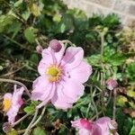 Anemone x hybrida 花