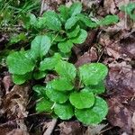 Pyrola elliptica পাতা