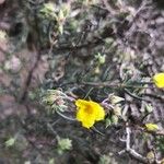 Helianthemum syriacum Цветок