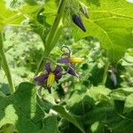 Solanum viarum Květ