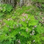 Dicentra eximia Habitus