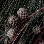 Casuarina equisetifolia Ffrwyth