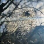 Clematis tangutica Frucht