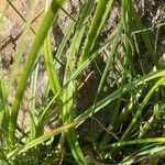 Cyperus longus Hoja