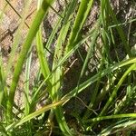 Cyperus longus Лист