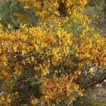 Cytisus galianoi Habit