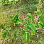 Pyrus cordataFrukt