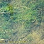 Zannichellia palustris Yeri