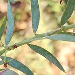 Acacia victoriae পাতা