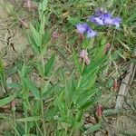 Scutellaria hastifolia List