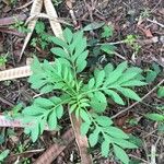 Solanum seaforthianum Leaf