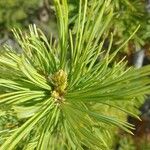 Pinus albicaulis Hostoa