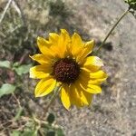 Helianthus petiolarisFlower