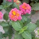 Lantana camaraFlor