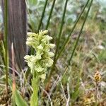 Platanthera hyperborea Floare