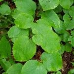 Viburnum lantanoides Leaf