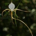 Angraecum conchoglossum Flor