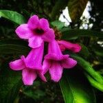 Delostoma integrifolium Flower
