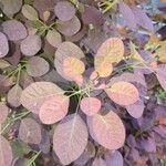 Cotinus coggygriaFolio