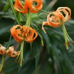 Lilium henryi Flor