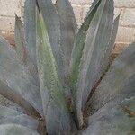 Agave shaferiLeaf