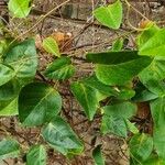 Paederia foetida Leaf