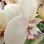 Phalaenopsis amabilis Květ