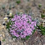 Silene acaulisFlor