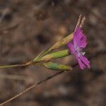 Dianthus lusitanus Flower