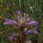 Phelipanche arenaria Ostatní