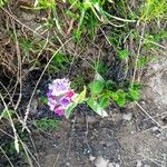 Pulmonaria montanaFlower