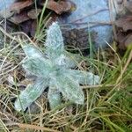 Plantago nivalis Leaf