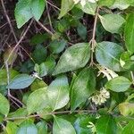 Abelia x grandiflora Fulla