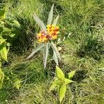 Asclepias curassavica 花