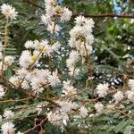 Mimosa bimucronata Virág