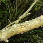 Morus alba Corteza