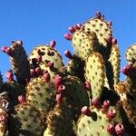 Opuntia aciculata Folio