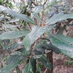 Pittosporum cherrieri Leaf