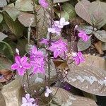 Pseuderanthemum alatum Flor