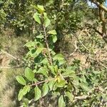 Prunus spinosa Blad