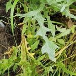 Centaurea solstitialis Leaf