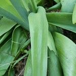 Tulipa agenensis Leaf