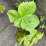 Podophyllum hexandrum Leht