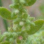 Herniaria hirsuta Fruit